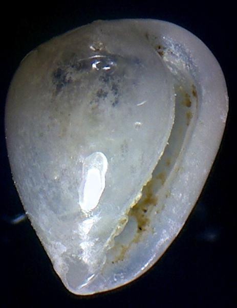 Granulina marginata ?